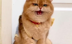 九九热在线播放